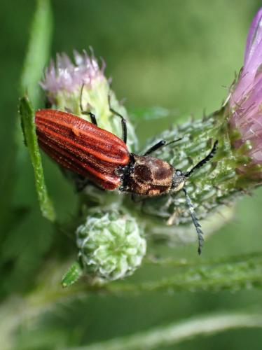Réf. 300 557 : Anostirus purpureus
